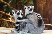 lemurs text