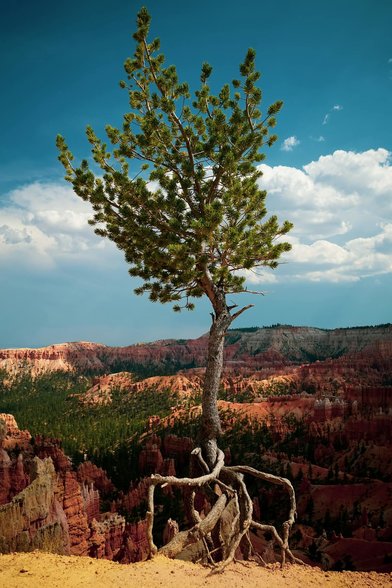 tree