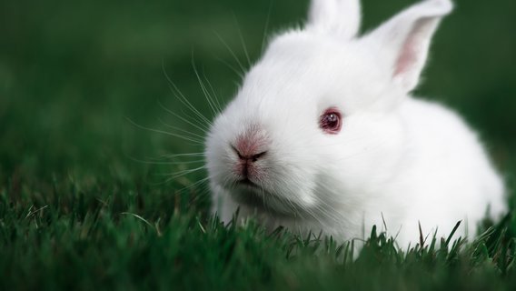 Bunny