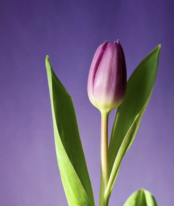pink-flower