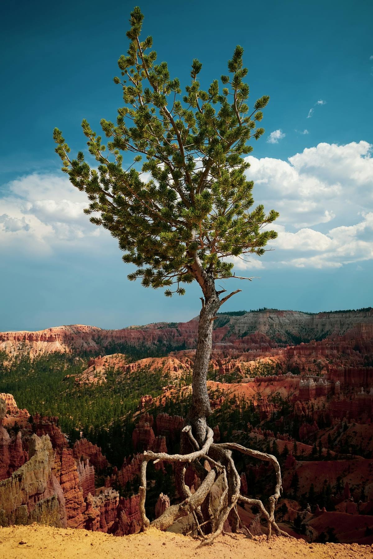 tree