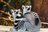 lemurs text